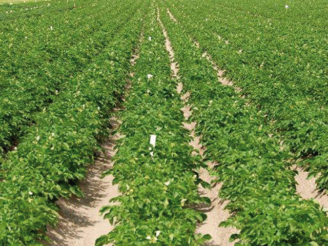 Article image Traditional potato variety exhibitions